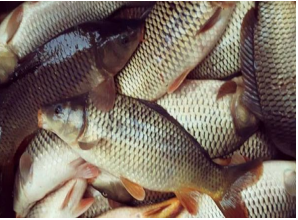 KARPU FISH
