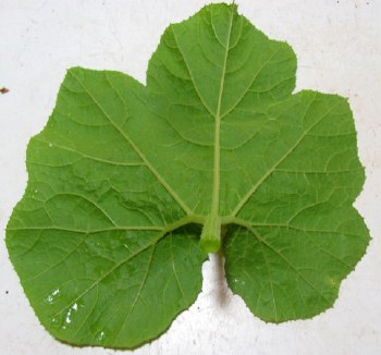 Pumpkin Leaves PER LB